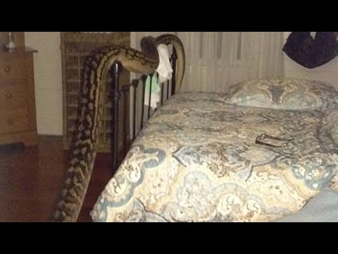 Rise And Sssssshine Woman Wakes Up To Foot Python In Bedroom WJJK FM