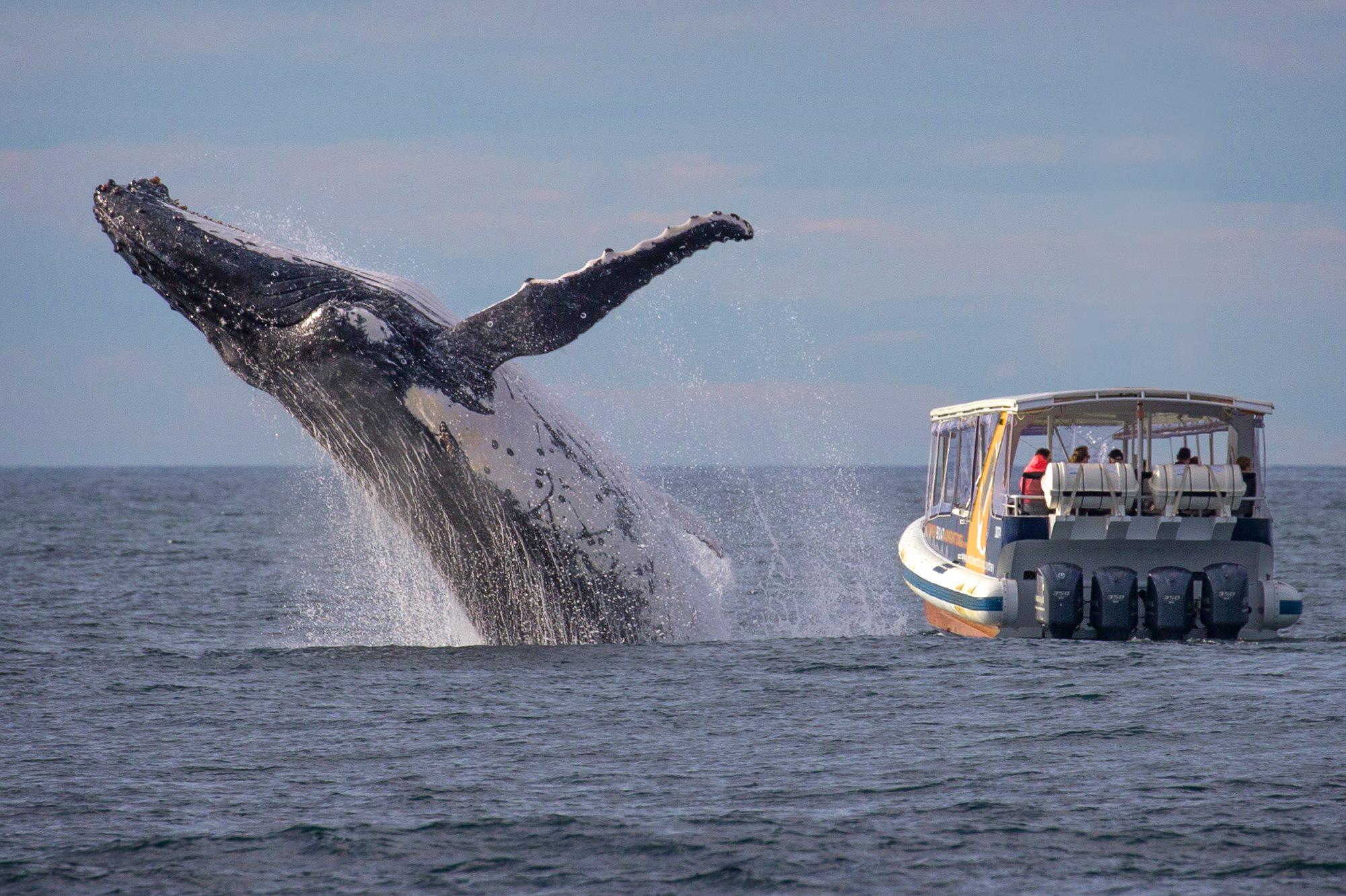 Unbelievable Whale Sighting…That Wasn’t Sighted By Tour Group! | WJJK-FM