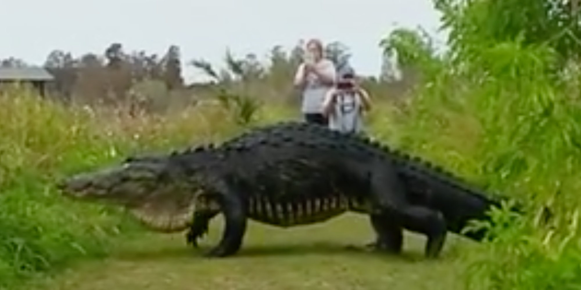 Giant Gator Shocks Nature Enthusiasts! [VIDEO] | WJJK-FM